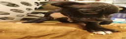 American Pit Bull Terrier dogs for sale: American Pit Bull Terrier 3 - Ad 4
