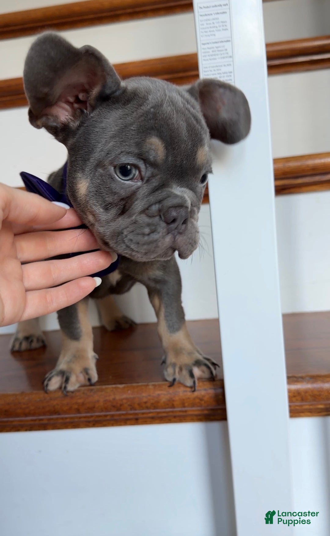 French Bulldog dogs for sale: Rex - Ad 3