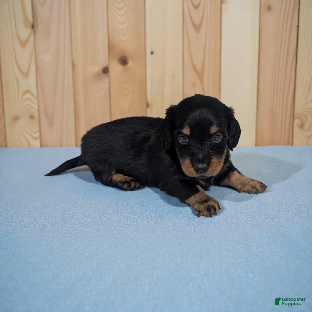 Miniature Dachshund dogs for sale: Patch - Ad 1