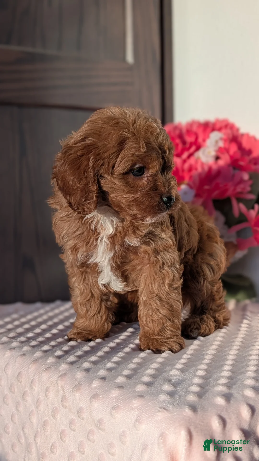 Cavapoo dogs for sale: Turbo  - Ad 6