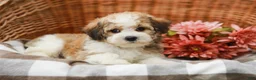 Havanese dogs for sale: Brady - Ad 5