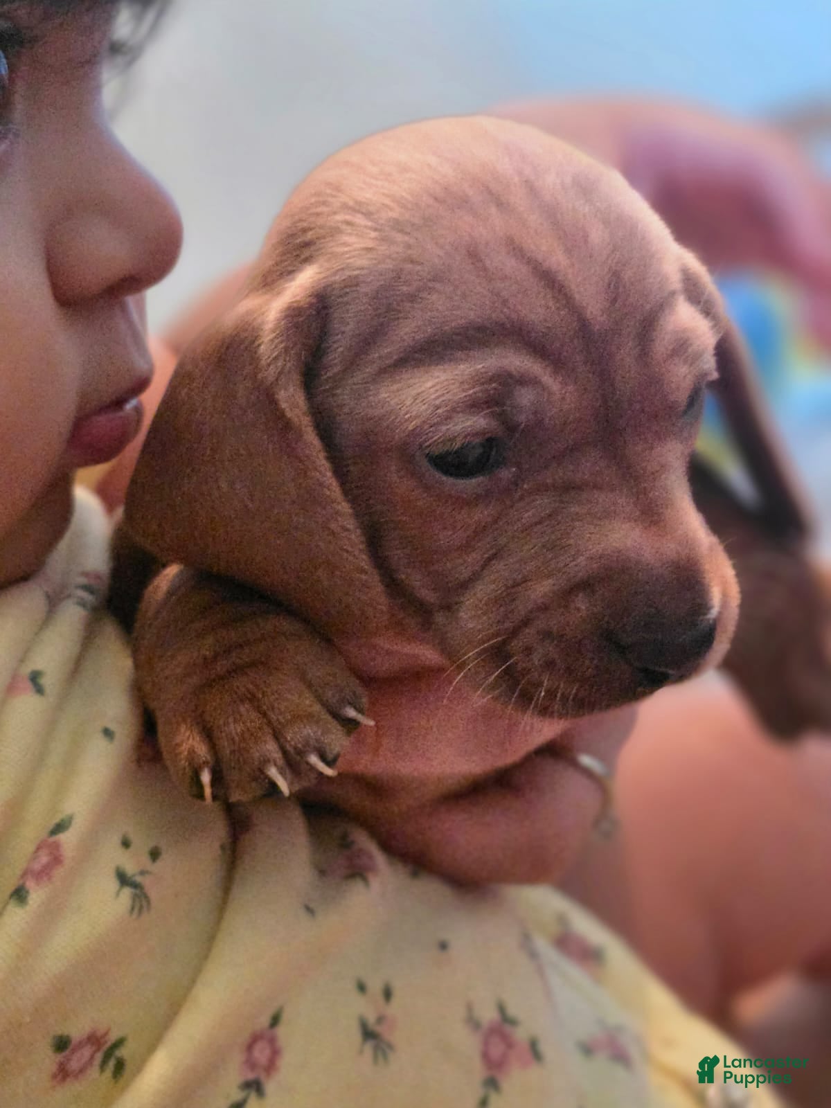 Mixed Breed dogs Mixed Breed + dachshund 1  - Ad 26