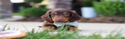Miniature Dachshund dogs for sale: Everett - Ad 4