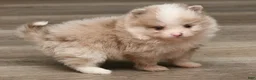 Pomeranian dogs for sale: Raina - Ad 2