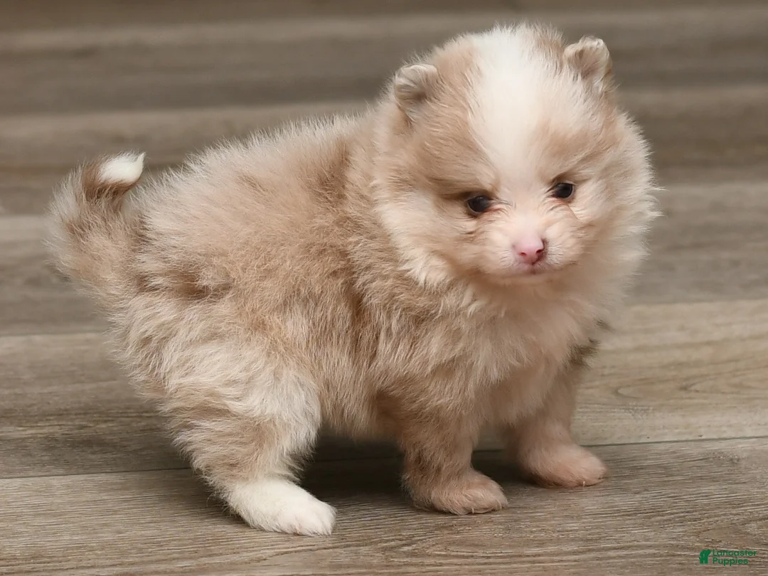 Pomeranian dogs for sale: Raina - Ad 2
