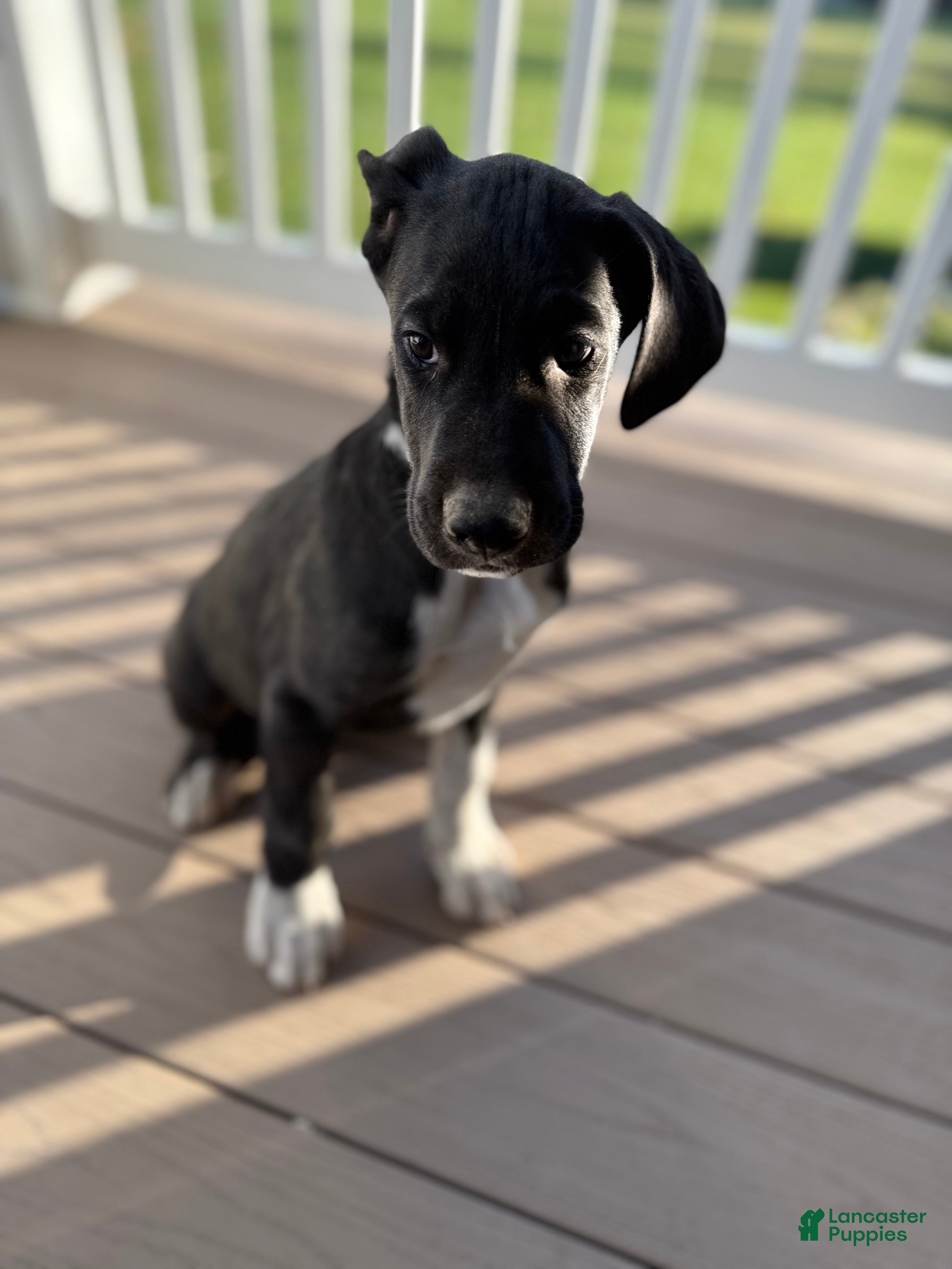 Mixed Breed dogs Orca - Ad 4