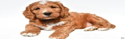 Mini Goldendoodle dogs for sale: Howard - Ad 4