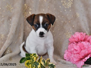 Jack Russell Terrier dogs Daisy - Ad 9