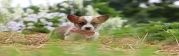 Welsh Corgi Pembroke dogs for sale: Pepper - Ad 8