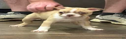 Boston Terrier dogs for sale: Boston Terrier 5 - Ad 1