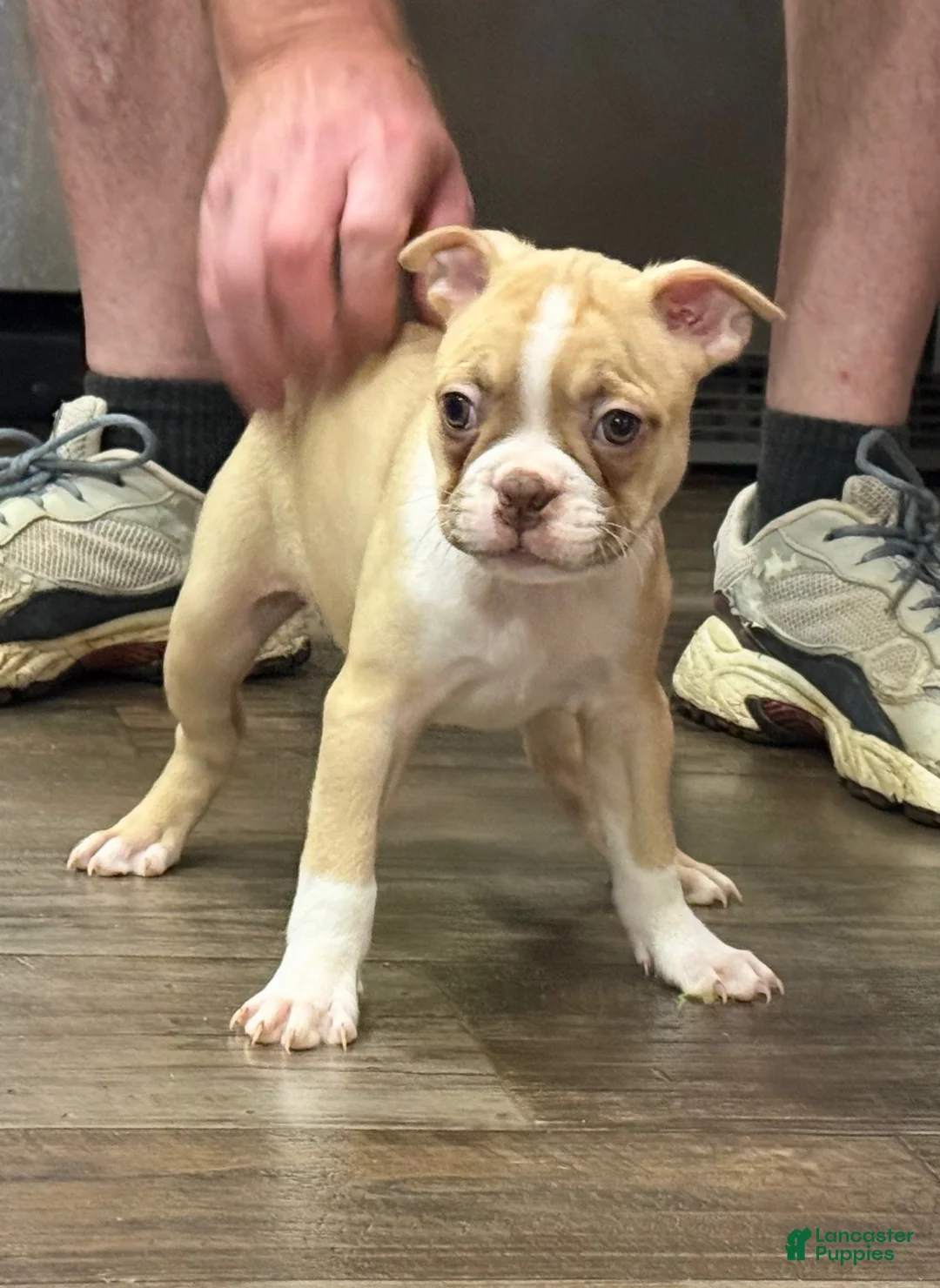 Boston Terrier dogs for sale: Boston Terrier 5 - Ad 1
