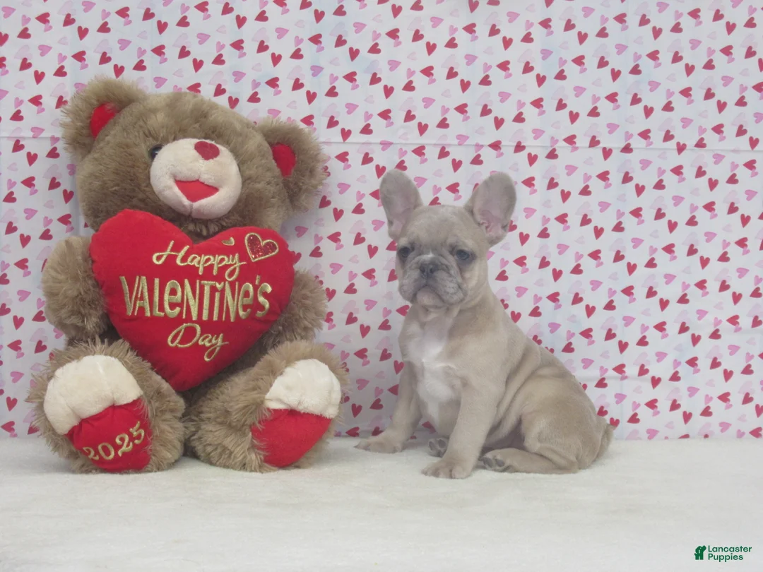 French Bulldog dogs for sale: AKC Nellie - Ad 4