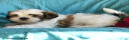 Shih Tzu dogs for sale: Eric - Ad 2