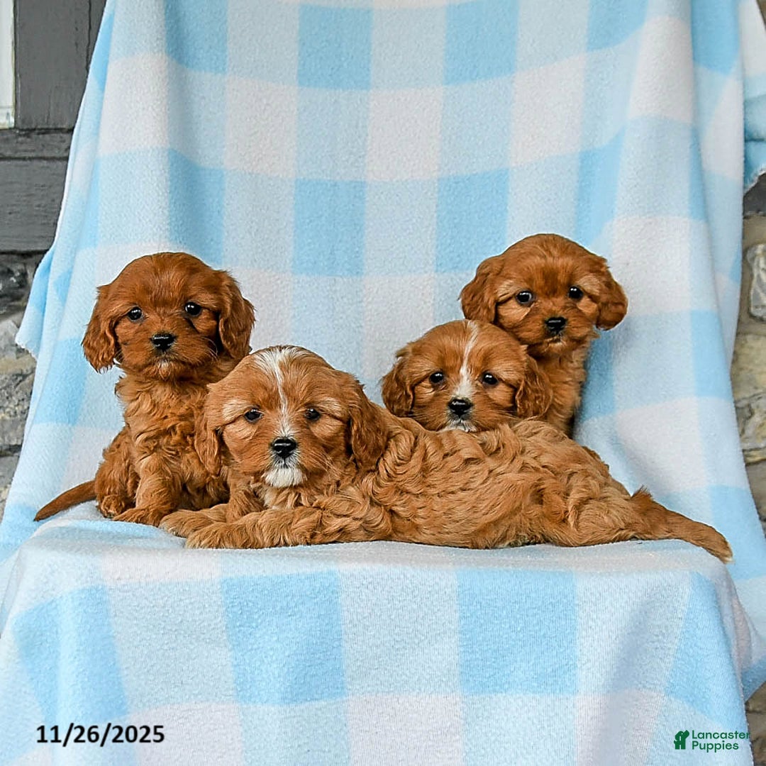 Cavapoo dogs for sale: Snickerdoodle - Ad 3