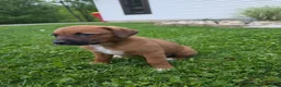 Mixed Breed dogs for sale: Mixed Breed Puppy 8 - Ad 4