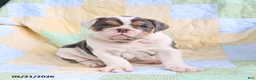 Olde English Bulldogge dogs for sale: Tommy - Ad 3