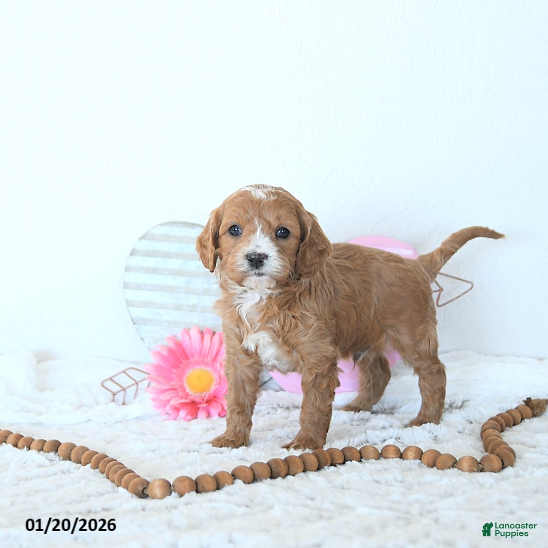 Mini Goldendoodle dogs for sale: Leo - Ad 4
