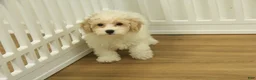 Bichpoo dogs for sale: Ramona - Ad 6
