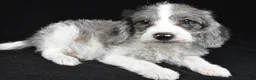 Mixed Breed dogs for sale: Milo - Ad 5