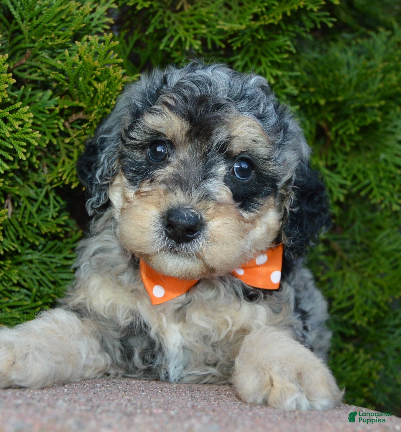 Mini Bernedoodle dogs Mini Bella - Ad 2