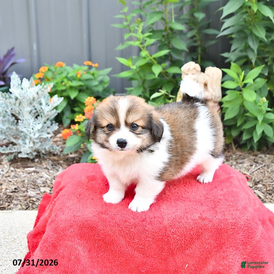 Mixed Breed dogs Buddy - Ad 1