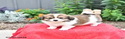 Mixed Breed dogs for sale: Buddy - Ad 1