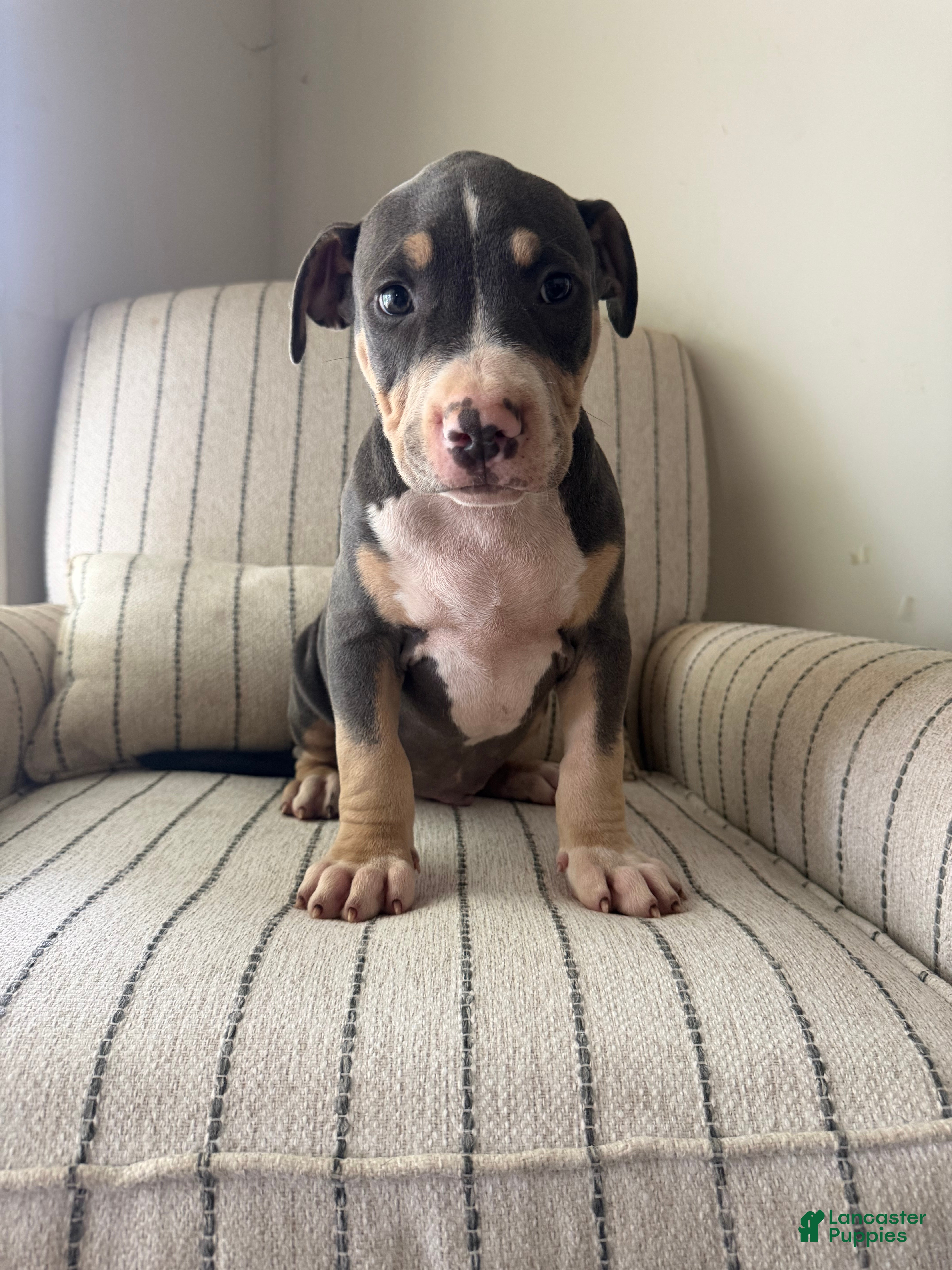 American Bully dogs Batman - Ad 2