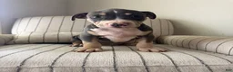 American Bully dogs for sale: Batman - Ad 2