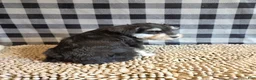 Miniature Schnauzer dogs for sale: Sarge - Ad 2