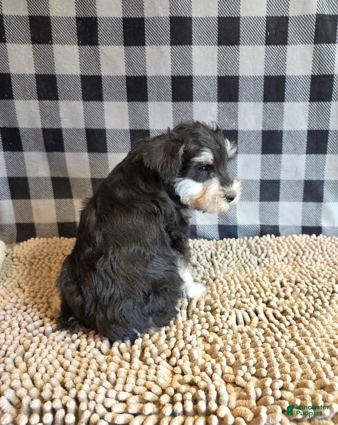 Miniature Schnauzer dogs for sale: Sarge - Ad 2