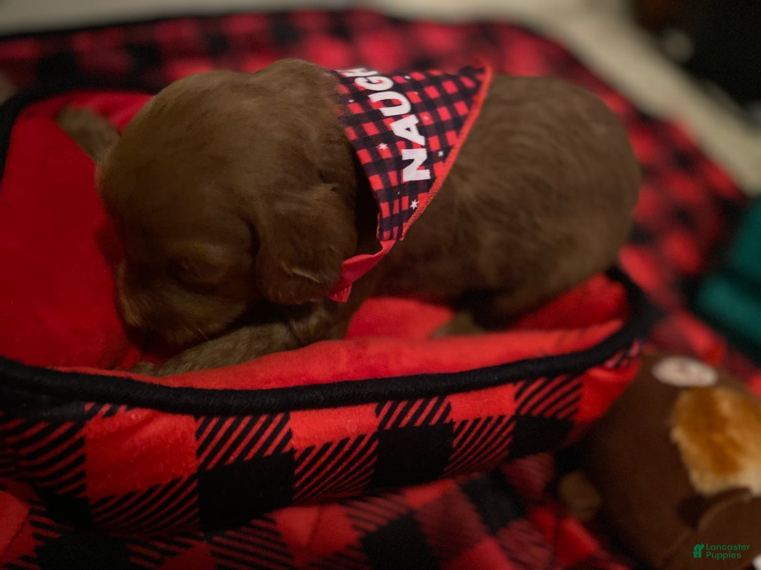 Mini Goldendoodle dogs for sale: Mini Goldendoodle Puppy 1 - Ad 3