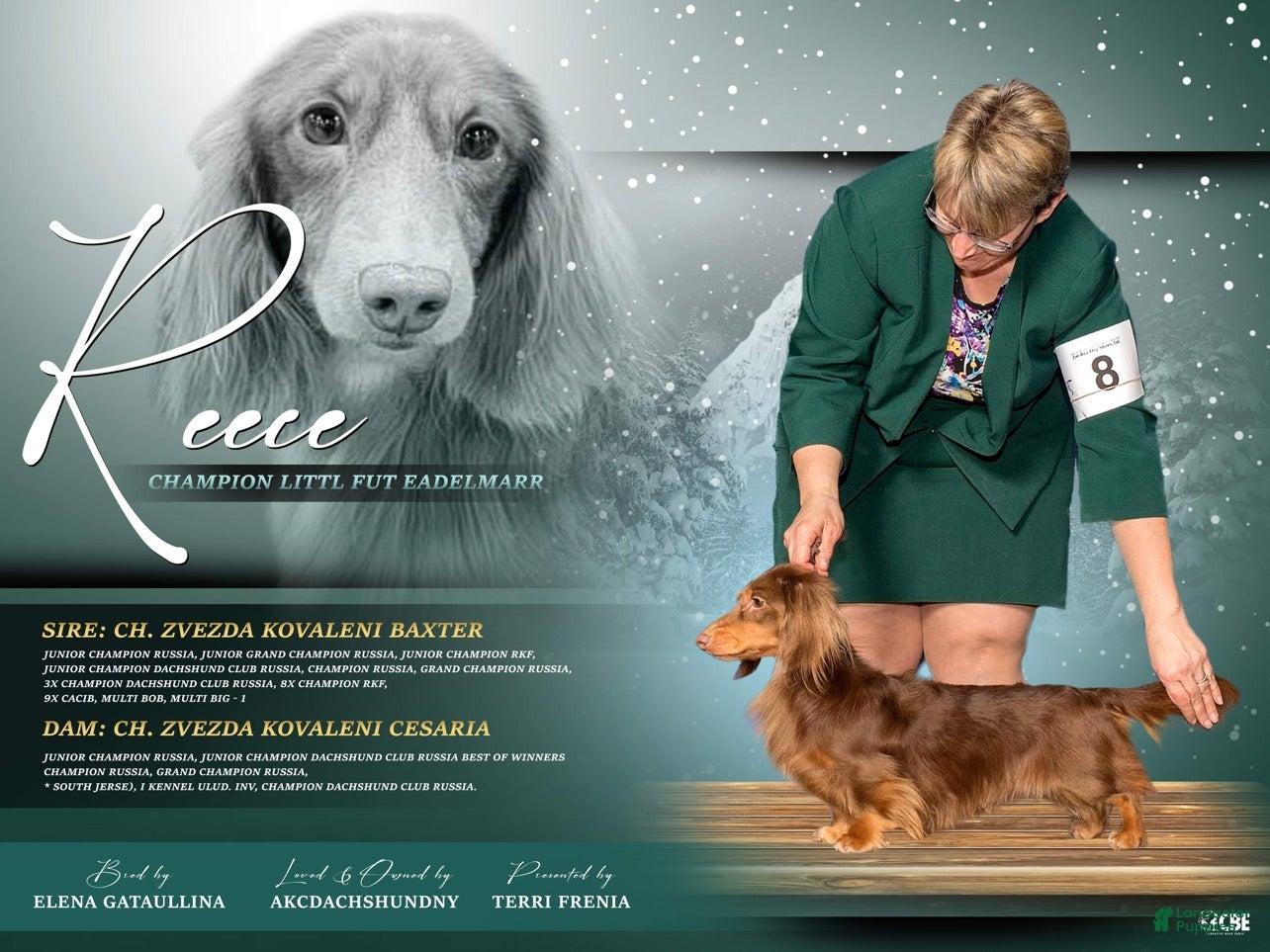 Miniature Dachshund dogs AKC CHampion 4 stud - Ad 2