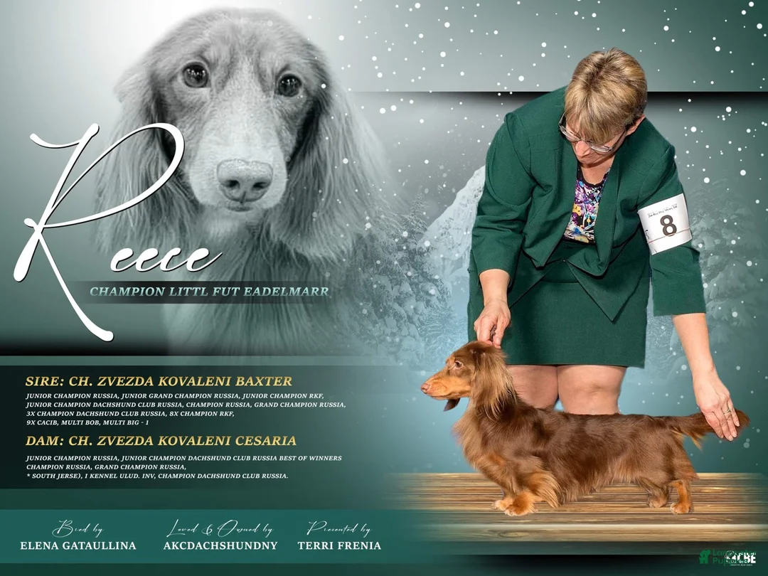 Miniature Dachshund dogs for stud: AKC CHampion 4 stud - Ad 1
