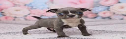 Boston Terrier dogs for sale: Jim - Ad 3