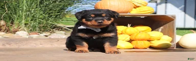 Ranger