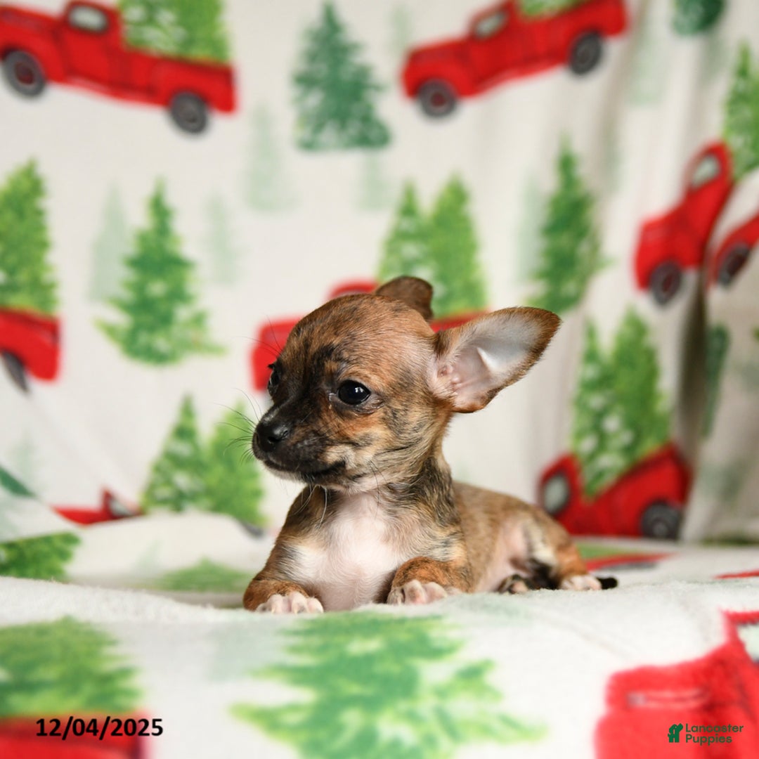 Chihuahua dogs for sale: Bambi - Ad 2