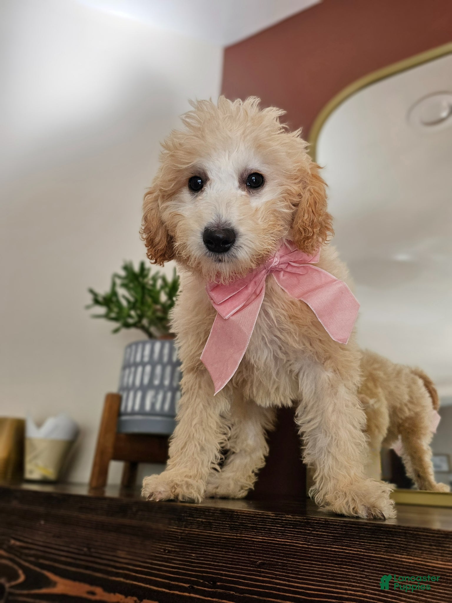 Mini Goldendoodle dogs Bunny – Med Mini Goldendoodle - Ad 13
