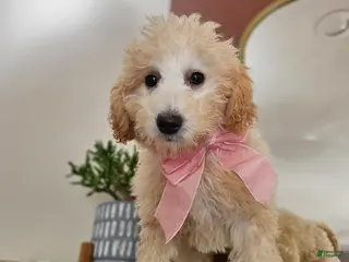 Mini Goldendoodle dogs Bunny – Med Mini Goldendoodle - Ad 13