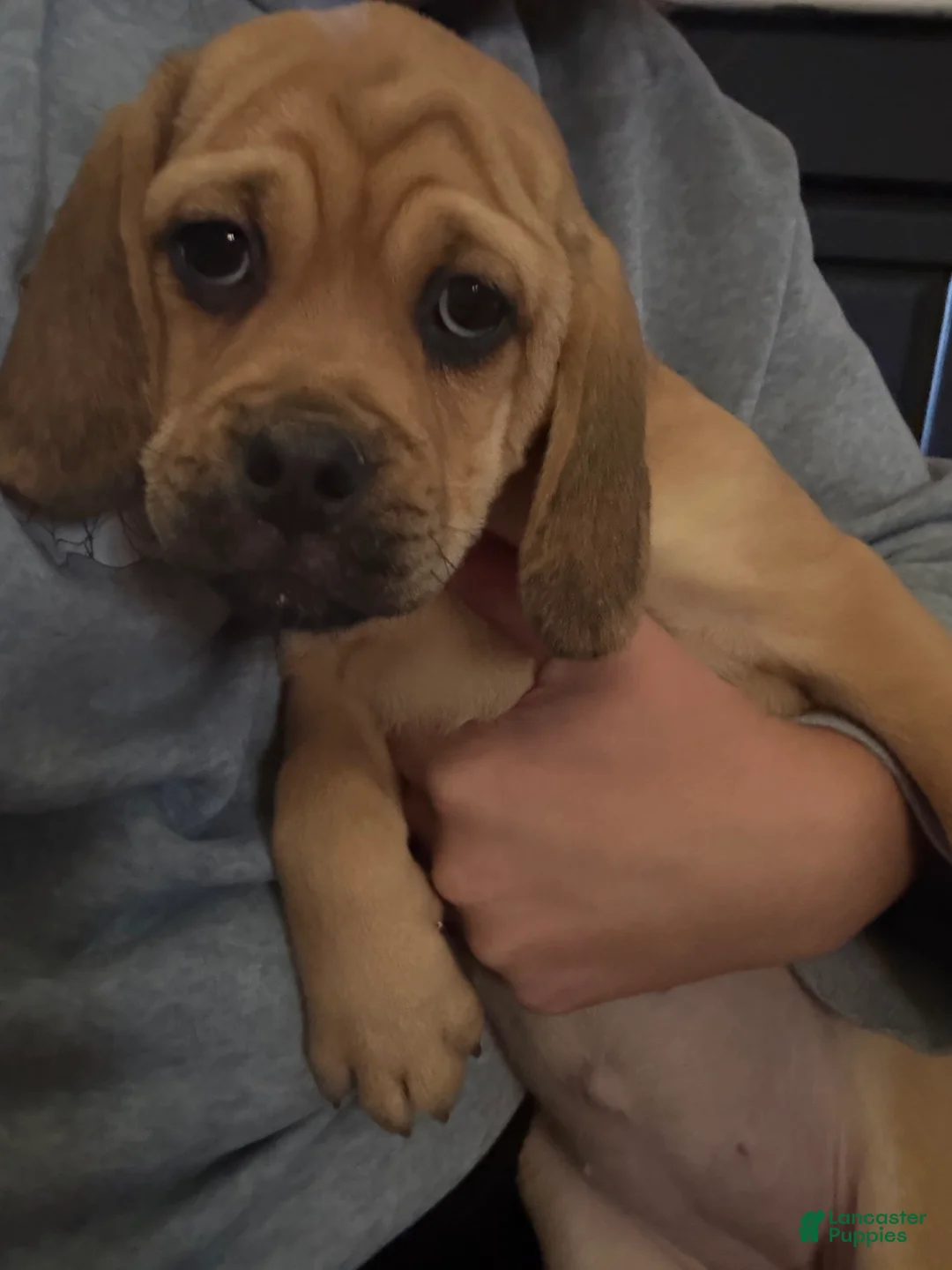 Puggle dogs for sale: Puggle MALE&FEMALE - Ad 2