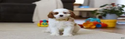 Cavapoo dogs for sale: Ace - Ad 6