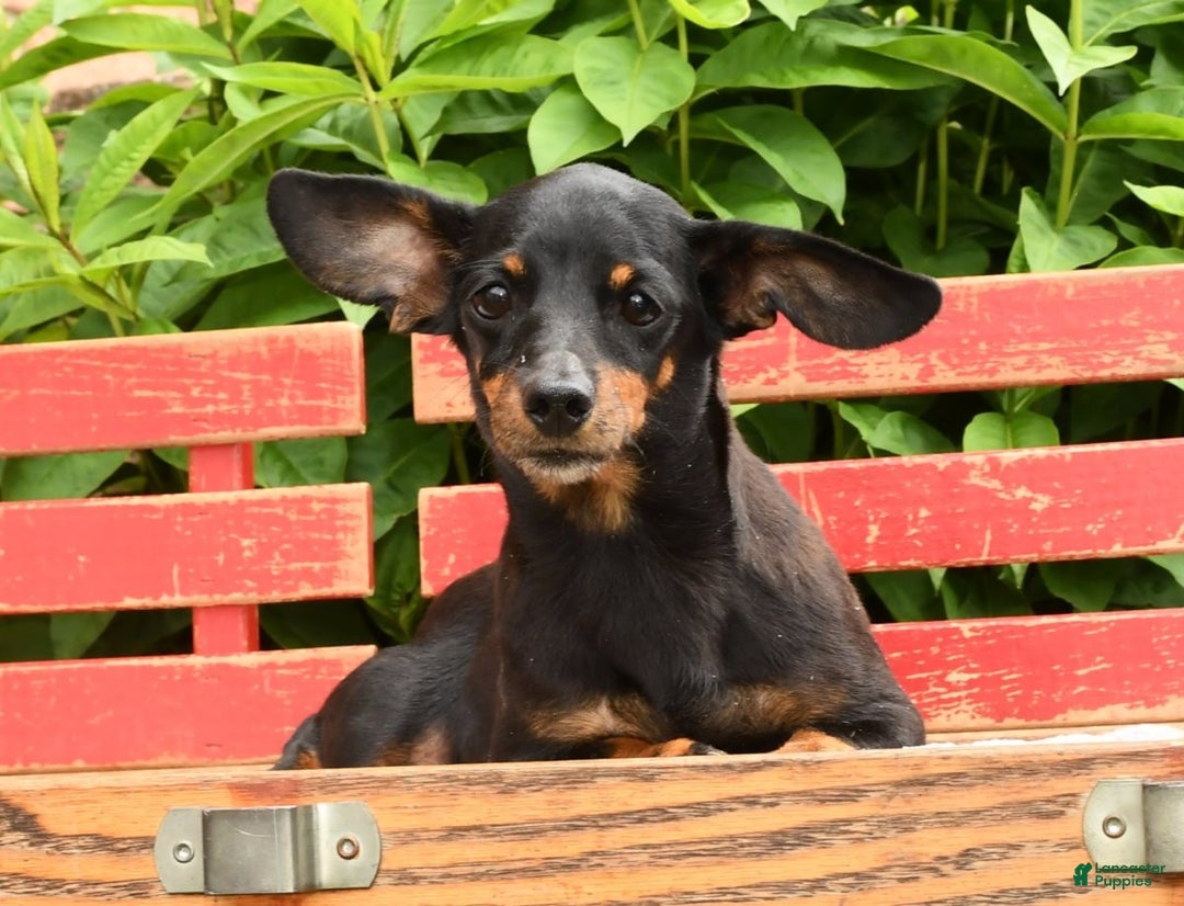 Miniature Dachshund dogs for sale: Korey - Ad 10