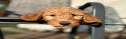 Mini Goldendoodle dogs for sale: Jack - Ad 3