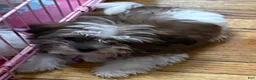 Malshi dogs for sale: Bella - Ad 13