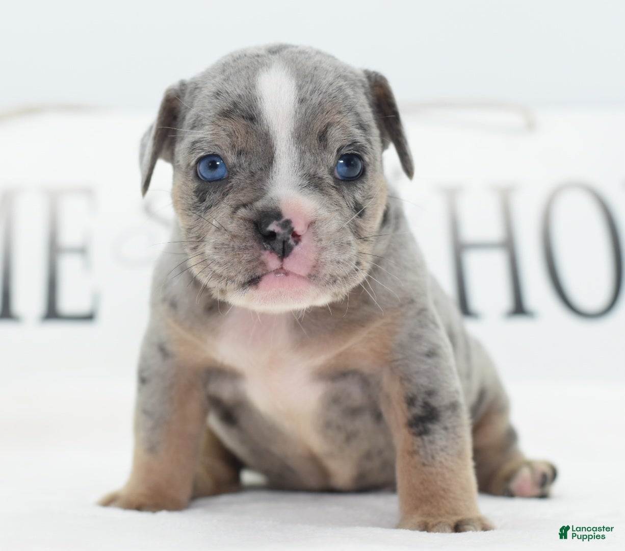 Mixed Breed dogs Lux  - Ad 1