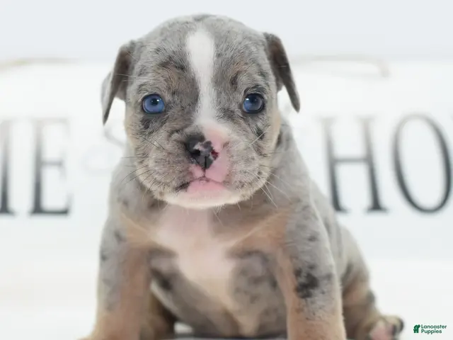 Mixed Breed dogs for sale: Lux - Ad 2
