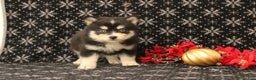 Pomsky dogs for sale: Valentina - Ad 4