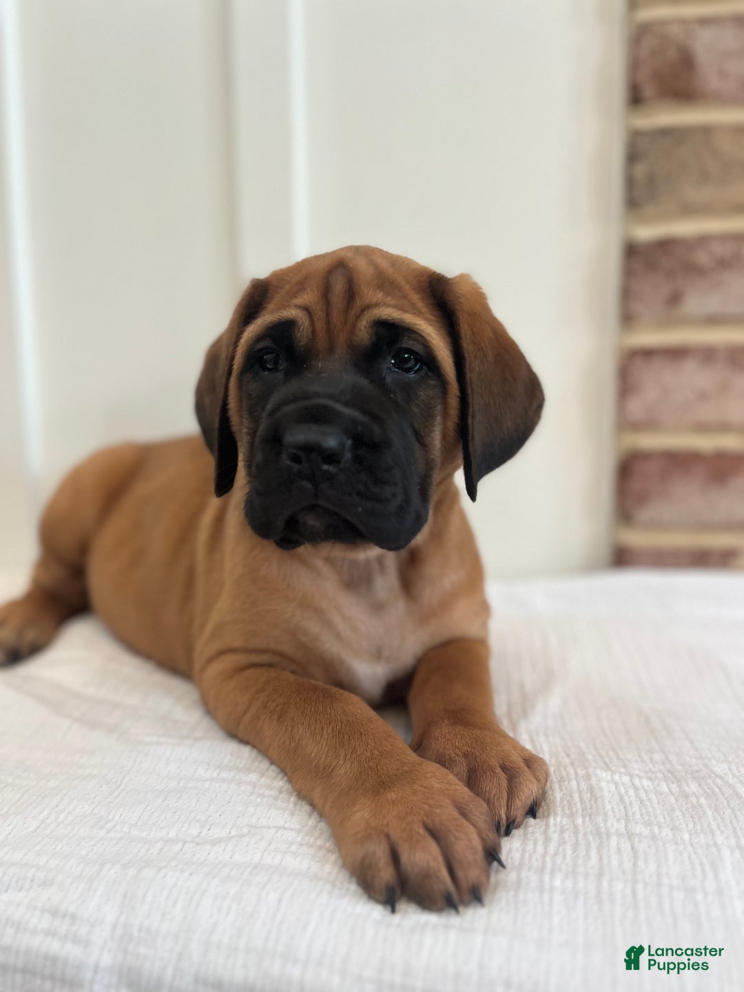 English Mastiff Puppies for sale Lancaster Puppies