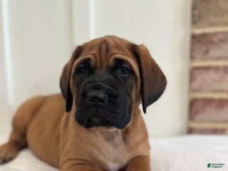 English Mastiff dogs - Ad 1