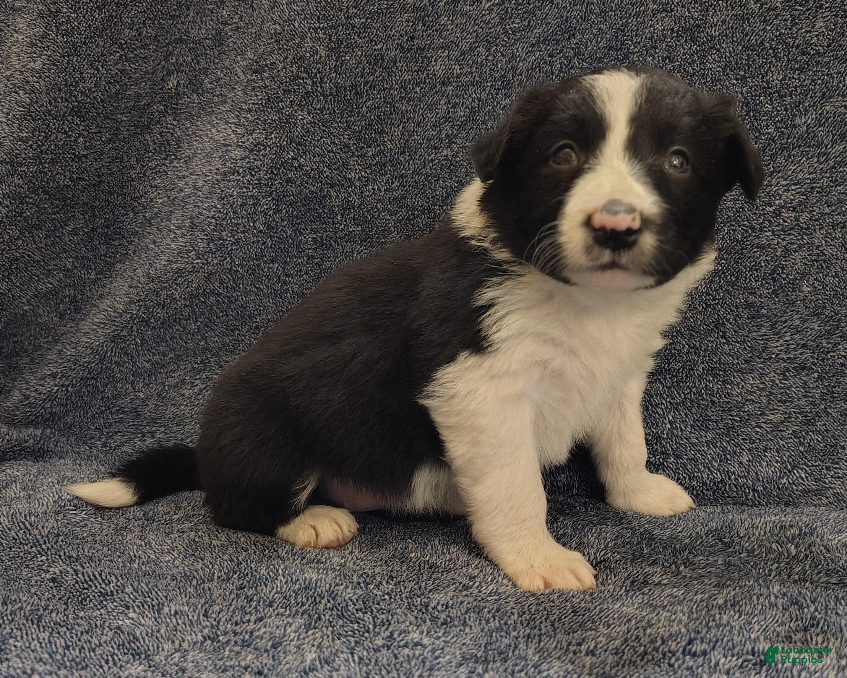 Border Collie dogs Macy - Ad 2