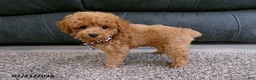 Toy Poodle dogs for sale: Rose   - Ad 3